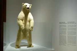 Präparierte Eisbärin aus dem Tiergarten Schönbrunn, Naturhistorisches Museum