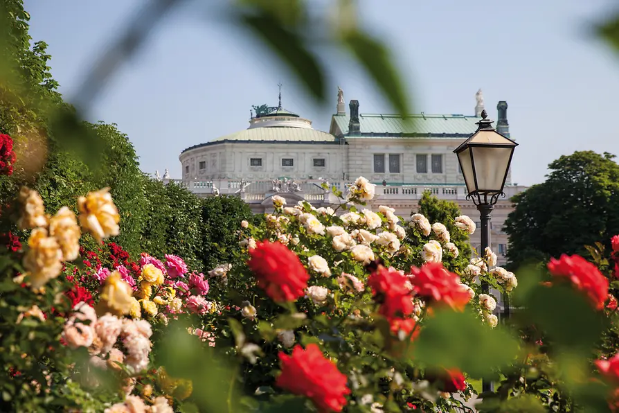 Rose nel Volksgarten con il Burgtheater sullo sfondo