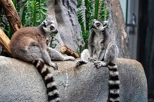 Haus des Meeres: Two ring-tailed lemurs sit on a rock in the Madagascar enclosure.