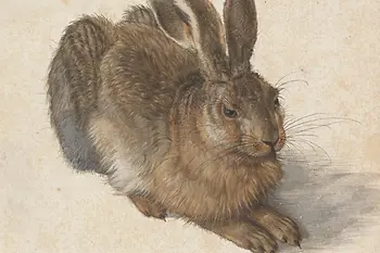 Naturalistic drawing of a hare in a seated position.