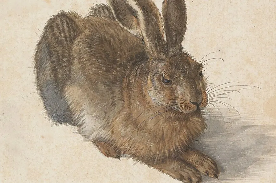 Naturalistische Zeichnung eines Feldhasen in sitzender Haltung.