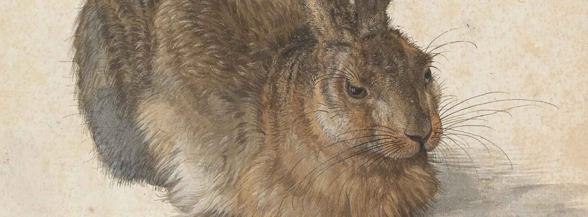 Naturalistische Zeichnung eines Feldhasen in sitzender Haltung.