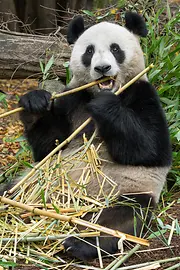 Panda «He Feng», Parque Zoológico de Schönbrunn