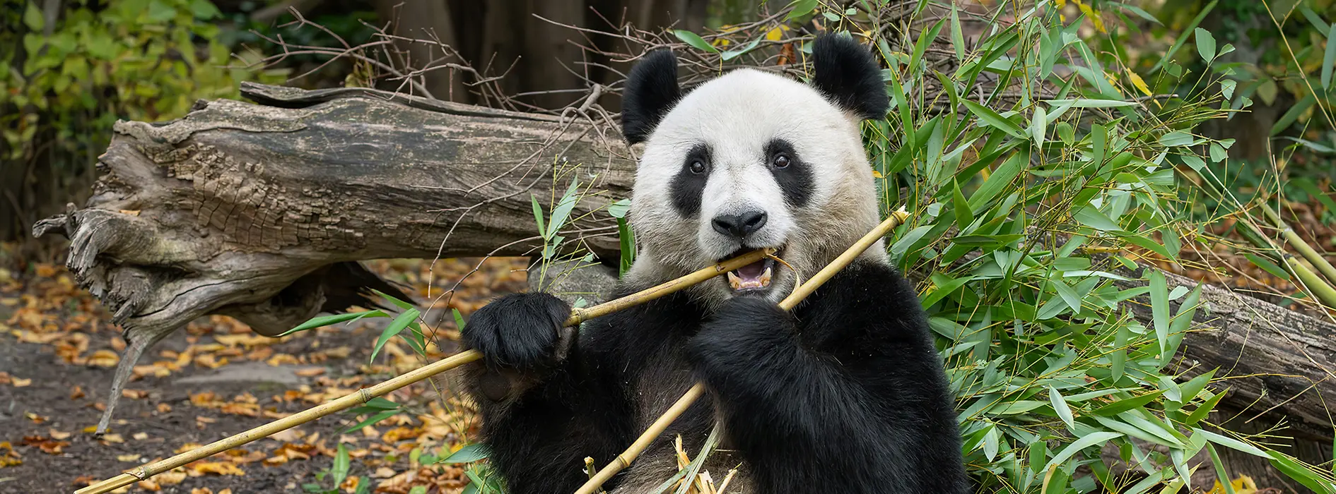 Панда «Хэ Фэн», зоопарк Шёнбрунн
