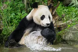 Панда «Лань Юнь», зоопарк Шёнбрунн