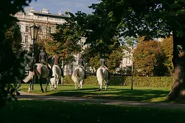The Lipizzan stallions of the Spanish Riding School on a morning ride through Vienna’s Burggarten