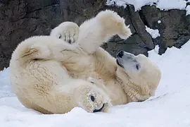 Polar bear playing in the snow